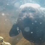 luontolive-norppalive-wwf-youtube