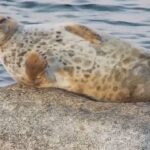 itamerennorppa-lahikuvassa-wwfn-luontolivessa-kuva-wwf
